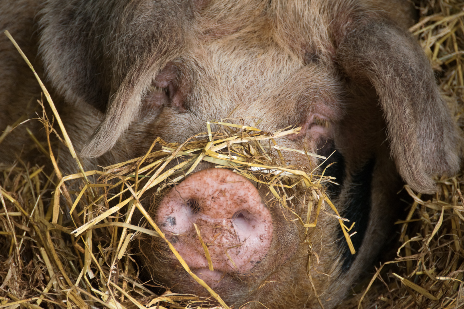 Monatsthema "Tiere" im Mai 2017