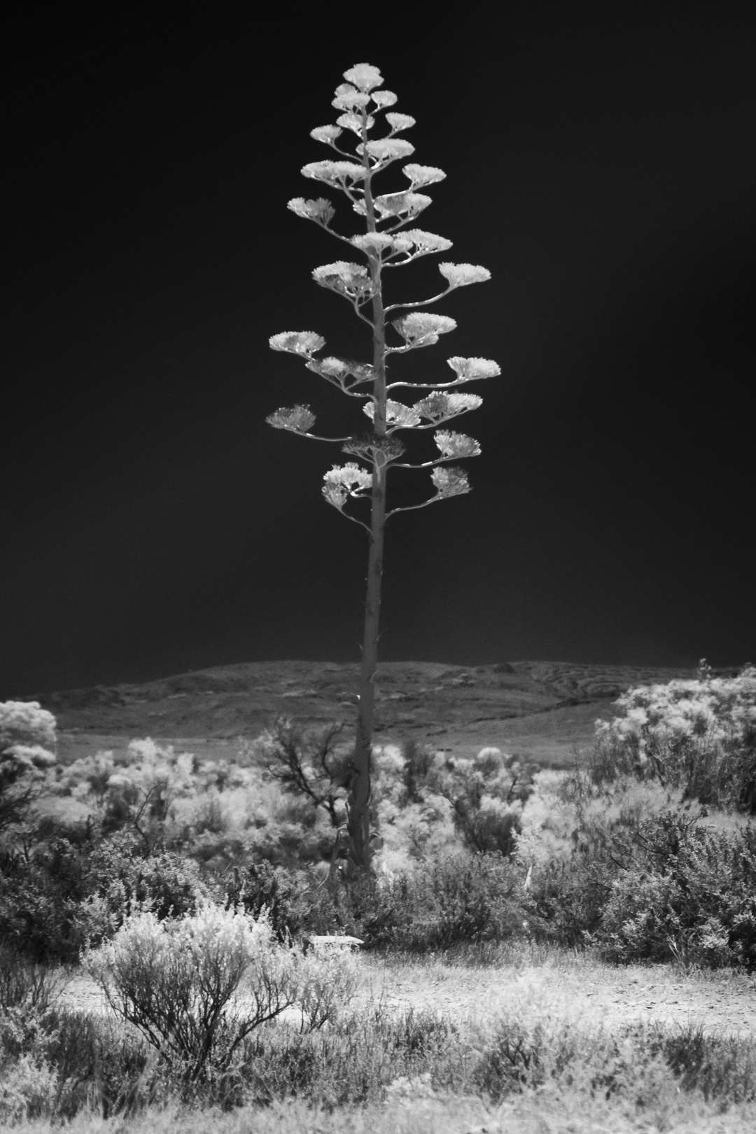 Fotografie-Special: Infrarotfotografie