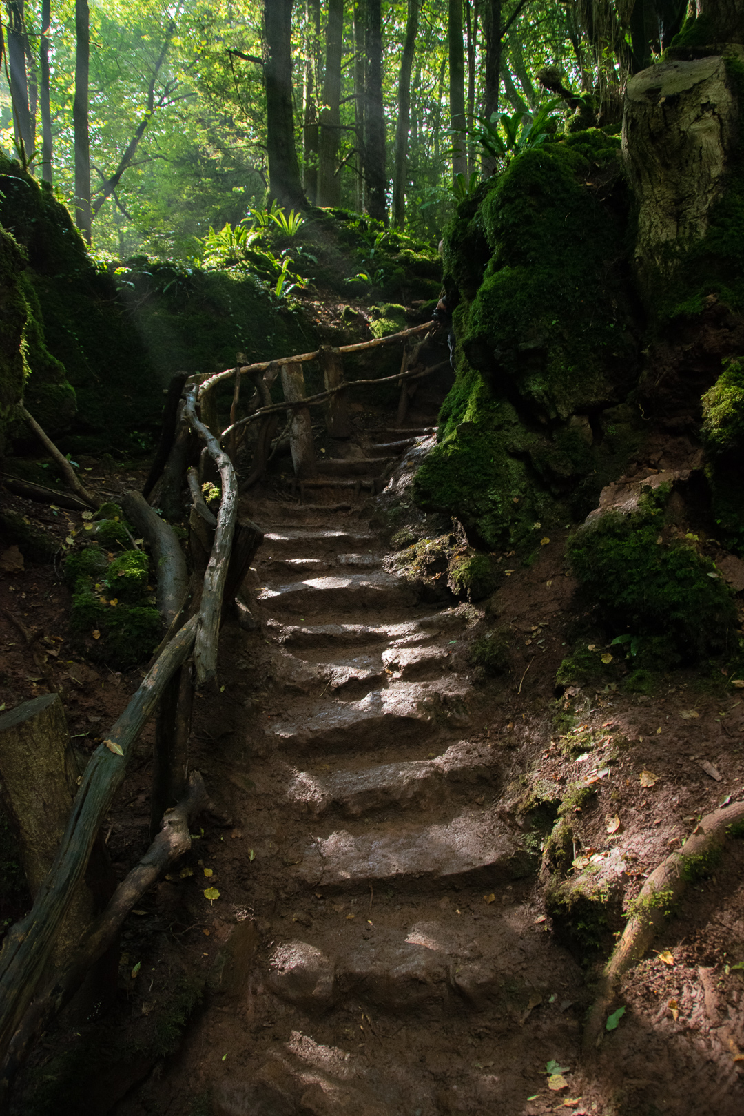 Wald-Monatsthema im Dezember 2018