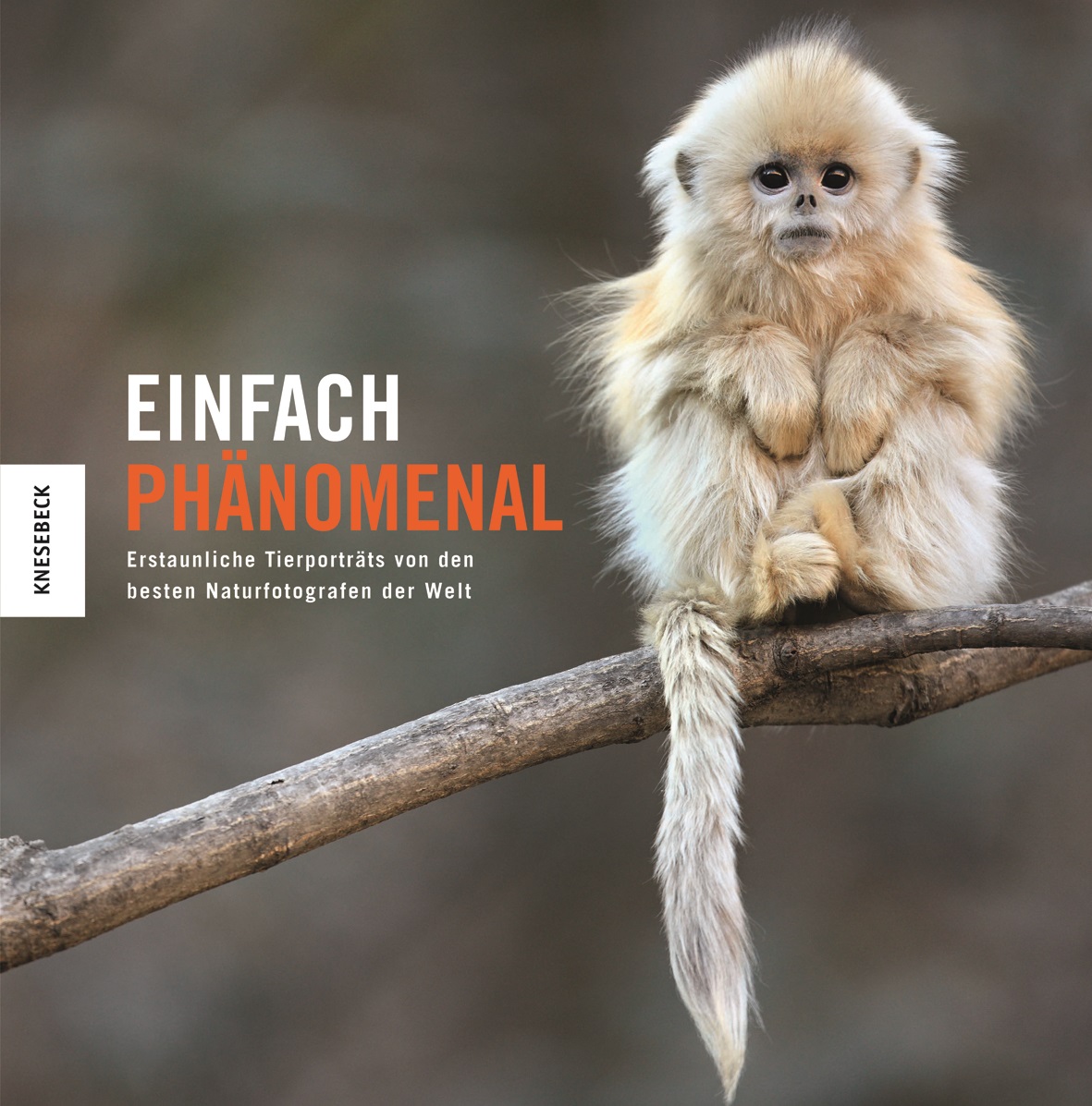 Einfach phänomenal von Rosamund Kidman Cox