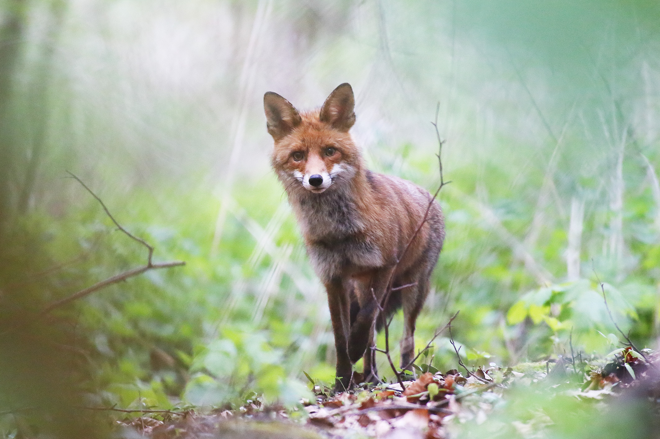 Fuchs-Monatsthema im Oktober 2021